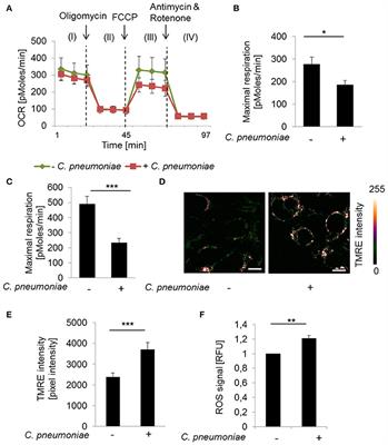 Growth of Chlamydia pneumoniae Is Enhanced in Cells with Impaired Mitochondrial Function